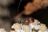 Nemophora sp.